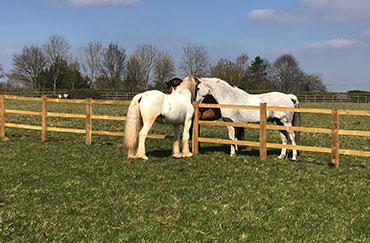 Three horses on a field