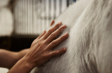 Hand touching a white horse's neck.
