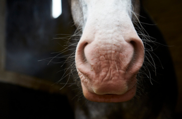 Horses nose against a dark background. The horse has a pink nose and white face.