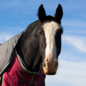 RDA Horse of the Year, Saxon looks into the camera sweetly. He is a black horse with a big white blaze on his face and a pink nose (with a few grass stains).