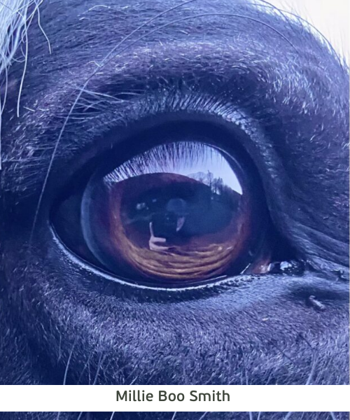 A close-up of a horse's eye, where you can see Millie Boo-Smith in the reflection of the eye.