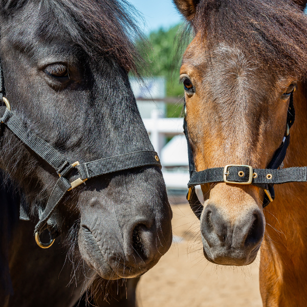 Two horses. They both wear a black bridle.