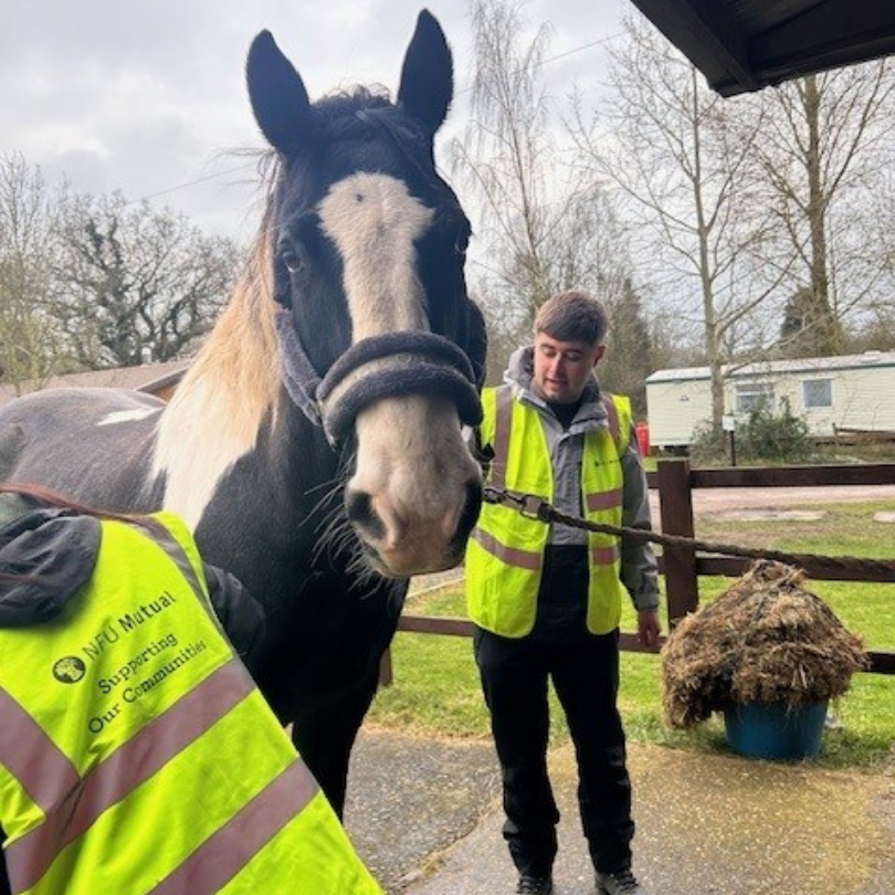 Two corporate volunteers grooming a black and white horse