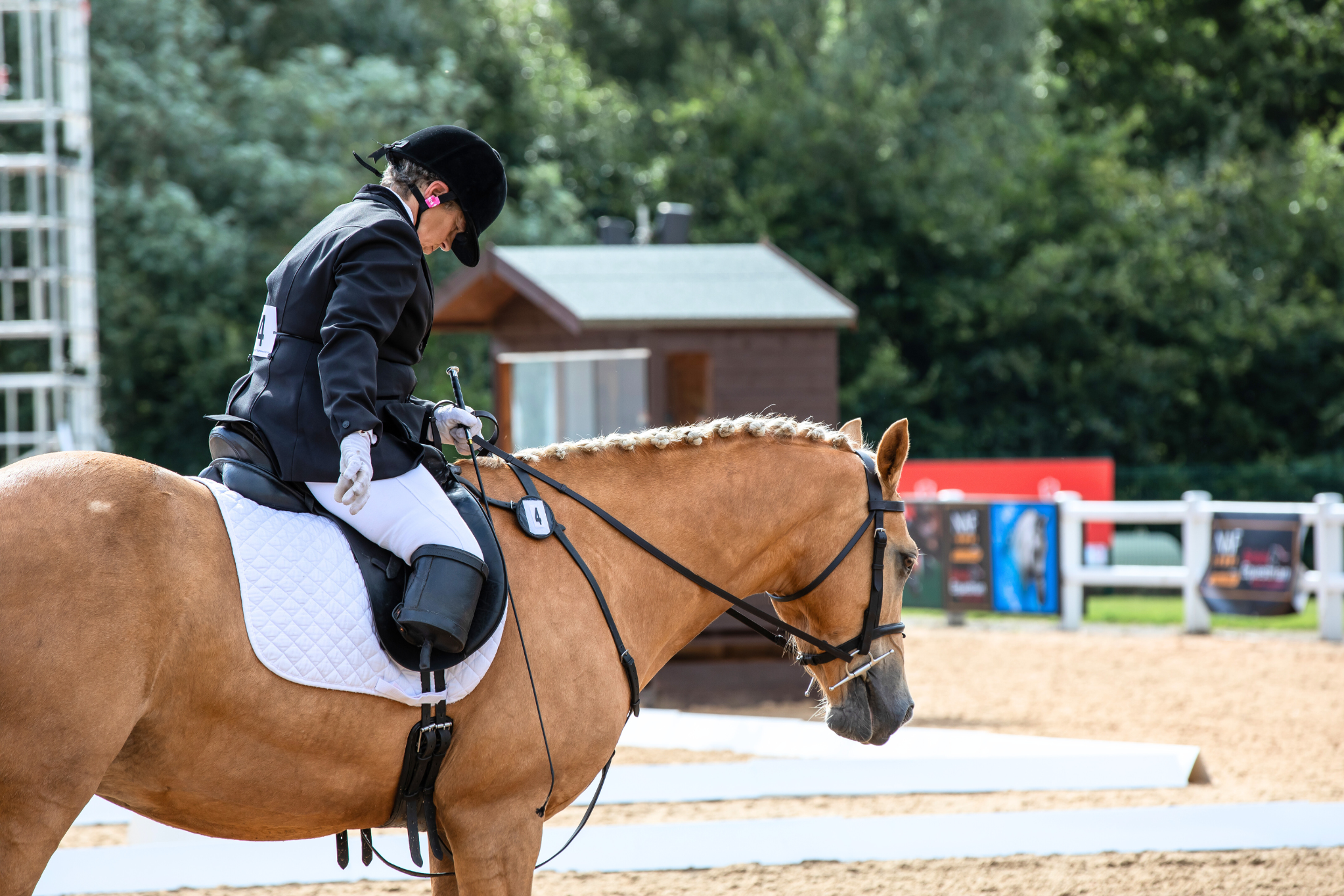 dressage horse and rider