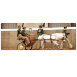 Untitled design - 2025-04-25T140205.142 Carriage driving pony