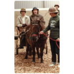 Untitled design - 2025-04-25T142017.110 carriage driving pony