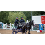 Untitled design - 2025-04-25T143026.509 black horse pulling a carriage at RDA national champs