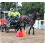 Untitled design - 2025-04-25T150930.198 carriage driving horse and participant and coach