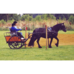 Untitled design - 2025-04-25T163507.226 Jet Blue Peter pony pulling a carriage