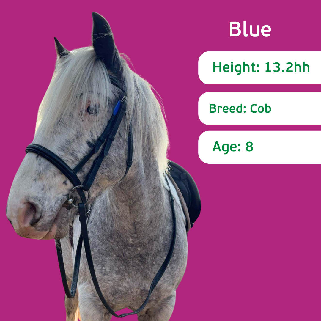 1 in 4 people (63) Blue
