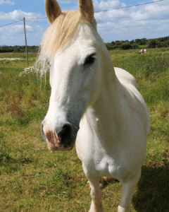 Lady RDA pony