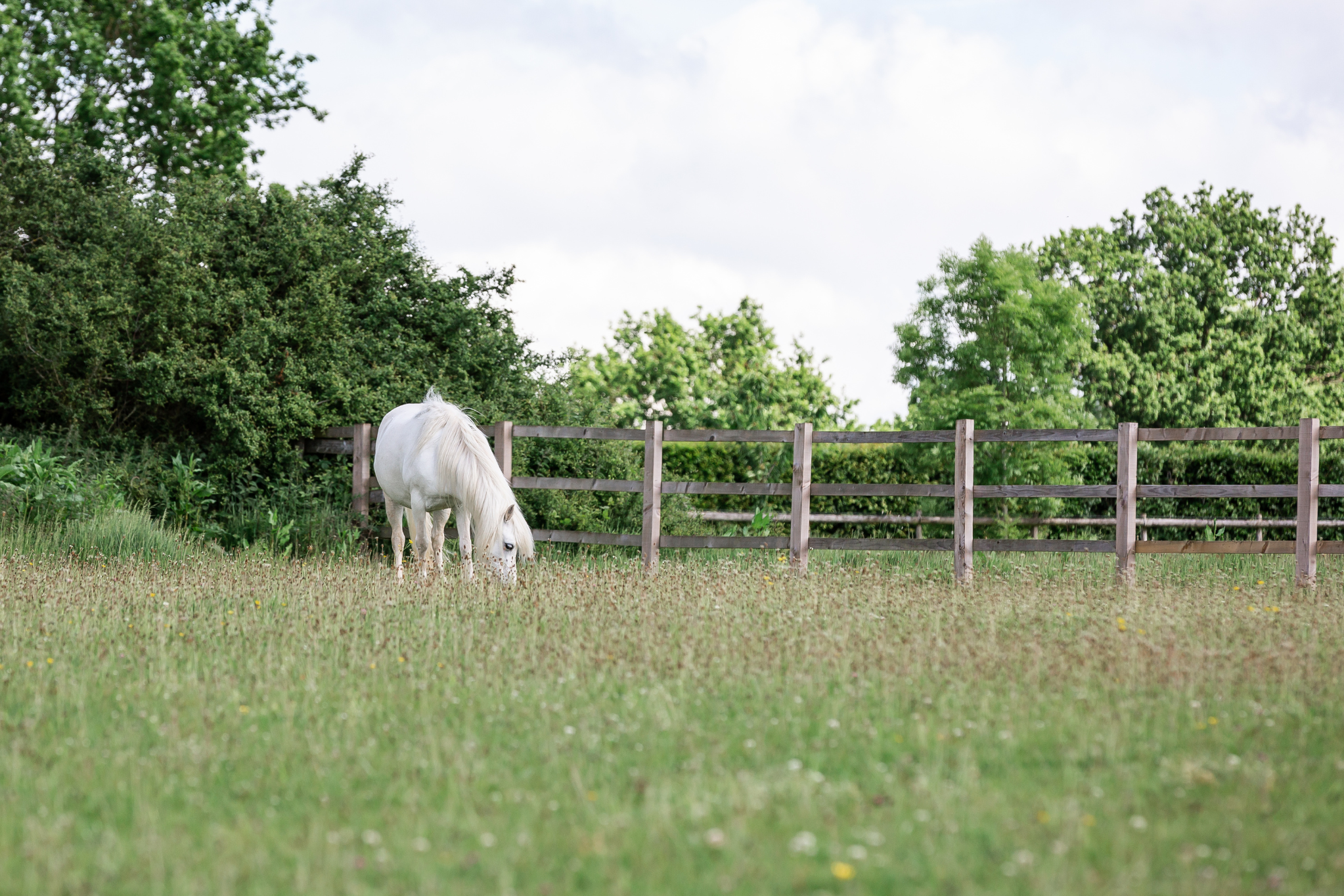 White horse grazing